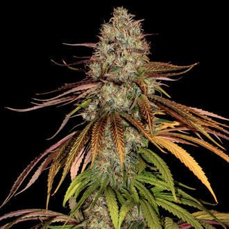 Larry Bird Kush (Zamnesia Seeds) femminizzata