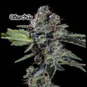 StarNia (GeneSeeds) Femminizzata