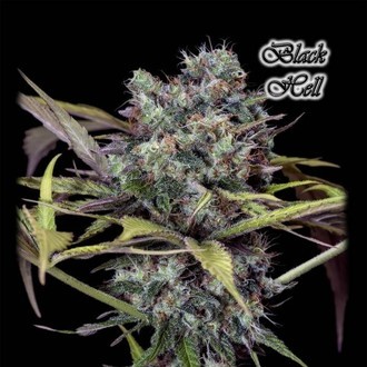 Black Hell (GeneSeeds) Femminizzata