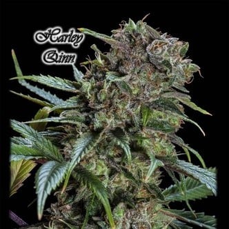 Harley Qinn (GeneSeeds) feminized