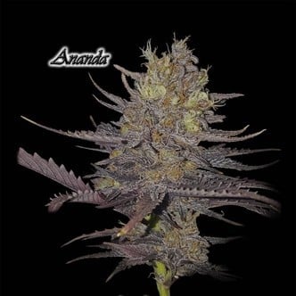 Ananda (GeneSeeds) feminized