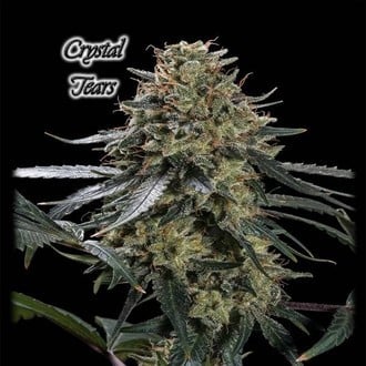 Crystal Tears (GeneSeeds) Femminizzata