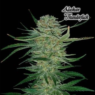 Alaskan Thunderfuck (GeneSeeds) feminized