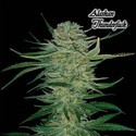 Alaskan Thunderfuck (GeneSeeds) Femminizzata