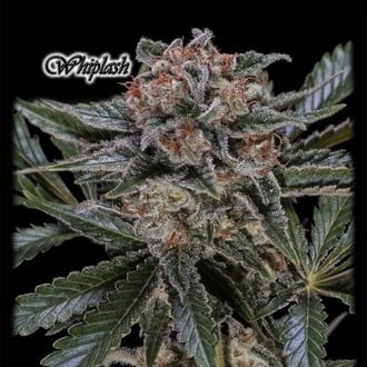 Whiplash (GeneSeeds) Femminizzata