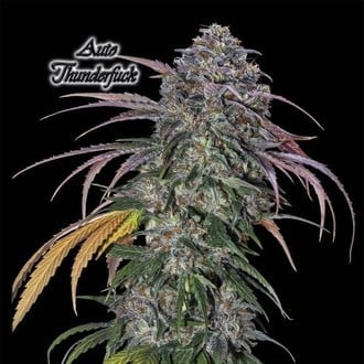 Auto Thunderfuck (GeneSeeds) Femminizzata