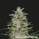 White Russian OG (Kalashnikov Seeds) Femminizzata