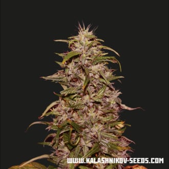 Big Altai Sativa Express (Kalashnikov Seeds) Femminizzata