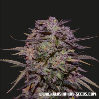 Purple Russian Express (Kalashnikov Seeds) Femminizzata