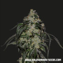 Soyuz OG Express (Kalashnikov Seeds) Femminizzata