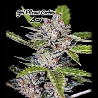 Girl Scout Cookies Auto (GeneSeeds) feminized