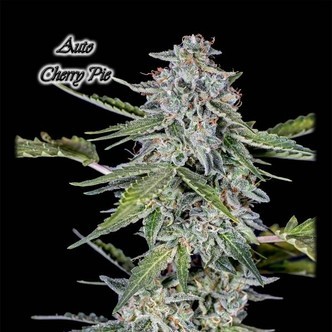 Auto Cherry Pie (GeneSeeds) feminized