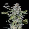 Auto Cherry Pie (GeneSeeds) Femminizzata