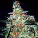 Cheese Auto (Expert Seeds) Femminizzata