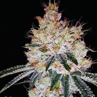 OGesus Auto (Expert Seeds) Femminizzata