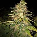 Critical Blue Auto (Expert Seeds) Femminizzata