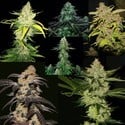 Speciale Cofanetto 25º Anniversario (T.H.Seeds) Femminizzato