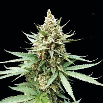 Blue OG (G13 Labs) feminized