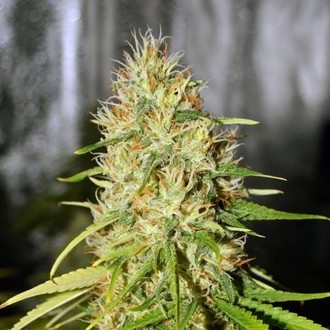 Double Black (G13 Labs) Femminizzata