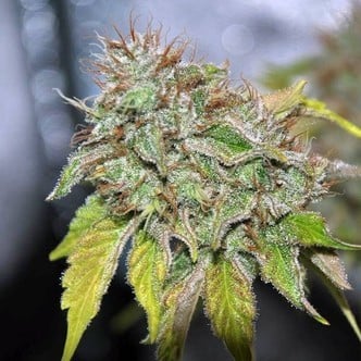 Grandaddy Confidential (Pheno Finder) feminized