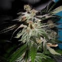 LA Fire (Pheno Finder) Femminizzata