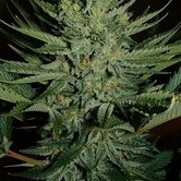 Black Widow (Mr. Nice) regular