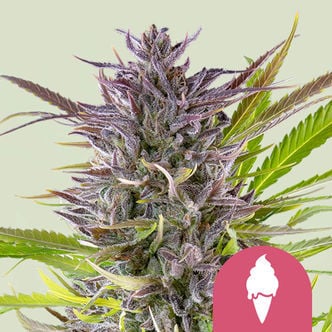 Green Gelato (Royal Queen Seeds) Femminizzata