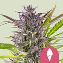 Green Gelato (Royal Queen Seeds) Femminizzata