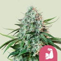 HulkBerry (Royal Queen Seeds) Femminizzata