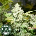 Original Glue | GG4S1 (GGStrains) femminizzata