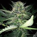 Critical Lights (Expert Seeds) Femminizzata