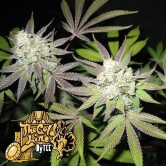 Tiramisu (Cali Connection) feminized