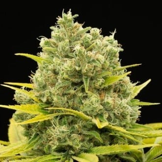 Dinamed CBD Plus (Dinafem) Femminizzata