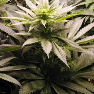 Spice (Mr. Nice) regolare