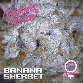 Banana Sherbet (Growers Choice) Femminizzata