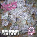 Banana Sherbet (Growers Choice) Femminizzata