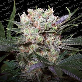 Californian Gold (Paradise Seeds) feminized