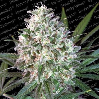 Space Cookies (Paradise Seeds) Femminizzata