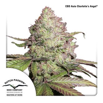 CBD Auto Charlotte's Angel (Dutch Passion) Femminizzata