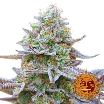 Gorilla Zkittlez (Barney's Farm) Femminizzata