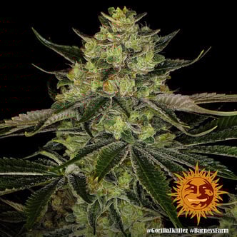 Gorilla Zkittlez (Barney's Farm) Femminizzata