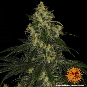 Blue Gelato 41 (Barney’s Farm) Femminizzata