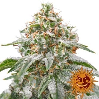 Pink Kush (Barney's Farm) Femminizzata