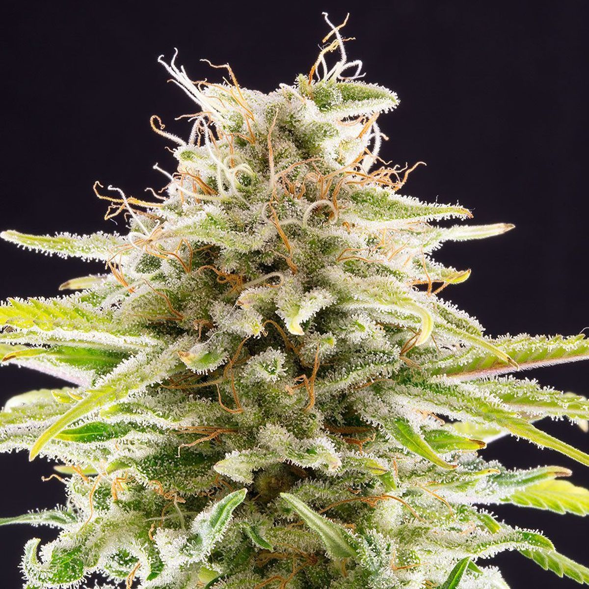 Super OG Kush - Kannabia - Zamnesia