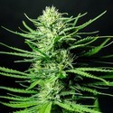 Cinderellas (Sumo Seeds) Femminizzata