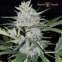 White Cheese Auto (Sumo Seeds) Femminizzata