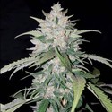 AK Full Auto (Sumo Seeds) Femminizzata