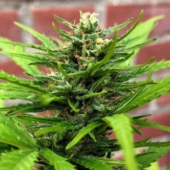 Auto Anthrax (BSB Genetics) Femminizzata