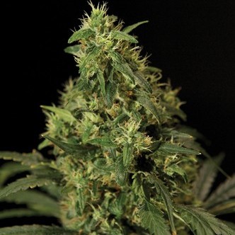 Bubblegum Kush (Bulldog Seeds) feminized