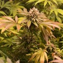 West Coast Bubbles (Sumo Seeds) Femminizzata